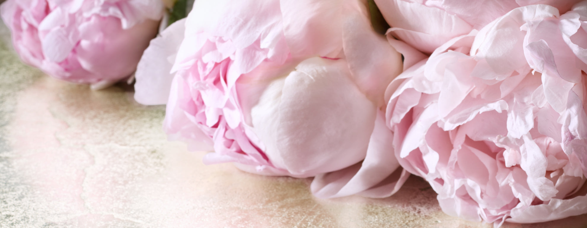Close-up of pink peonies on a light background