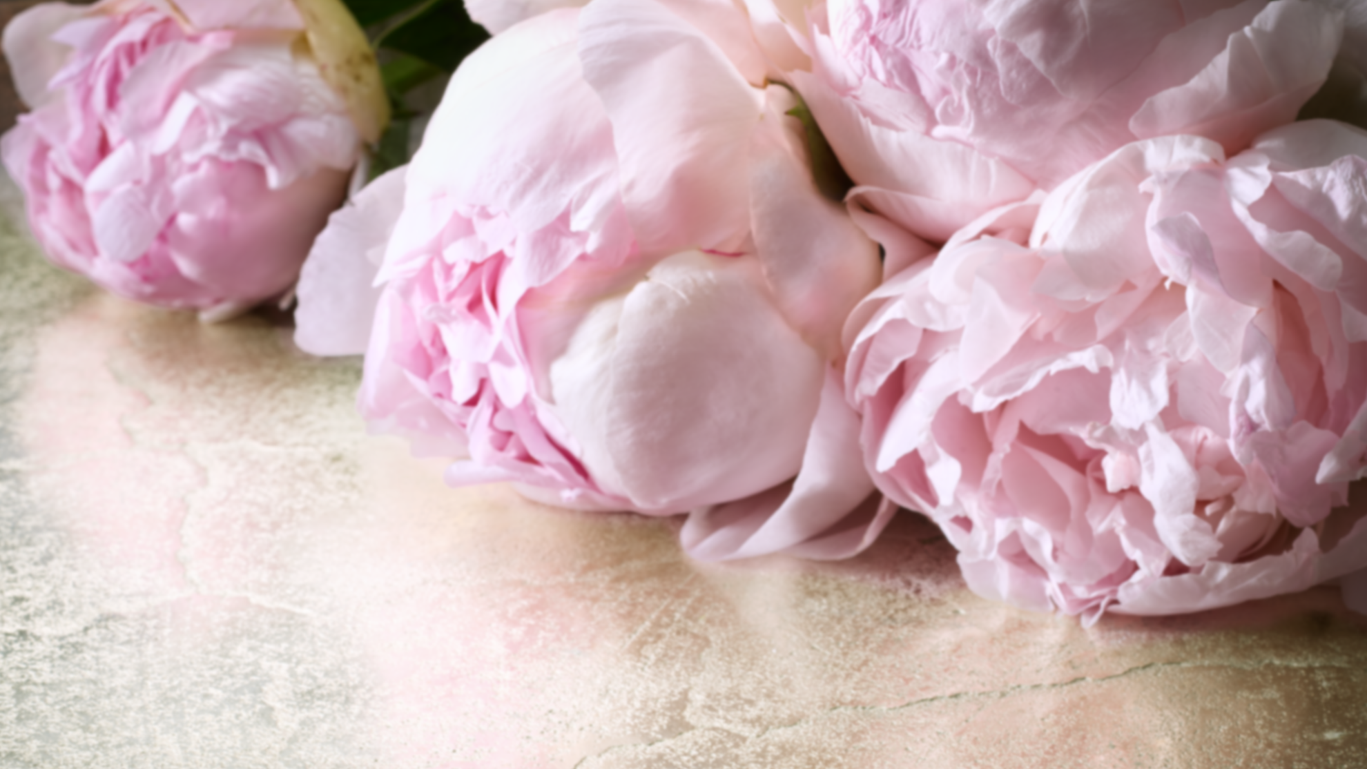 Close-up of pink peonies on a textured surface