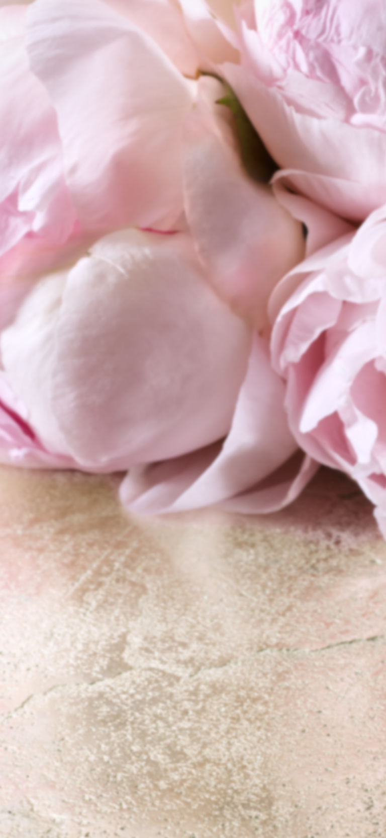 Close-up of pink flowers on a textured surface